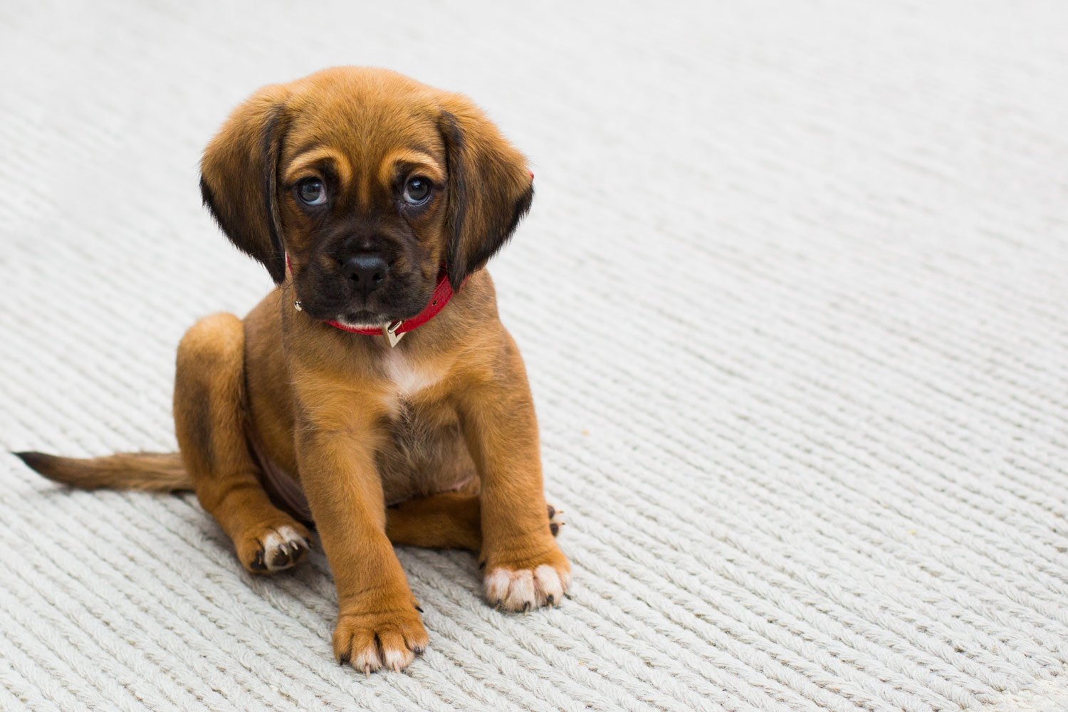 4-legged friends2