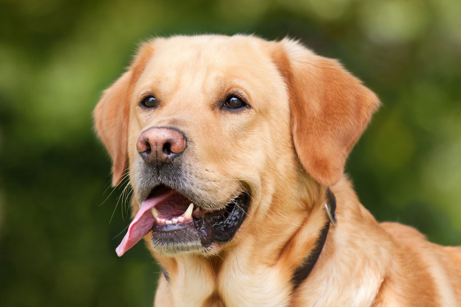 4-legged friends4