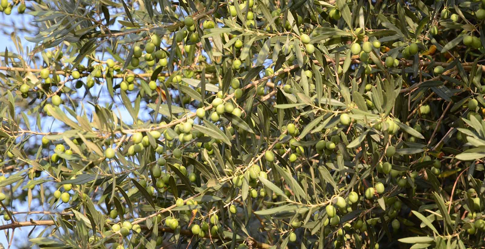Villa San Sanino - San Sanino Olio Extravergine di Oliva6