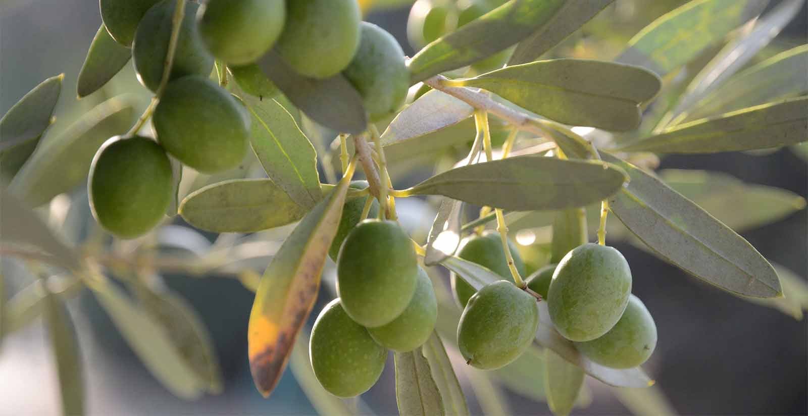 Villa San Sanino - San Sanino Olio Extravergine di Oliva5