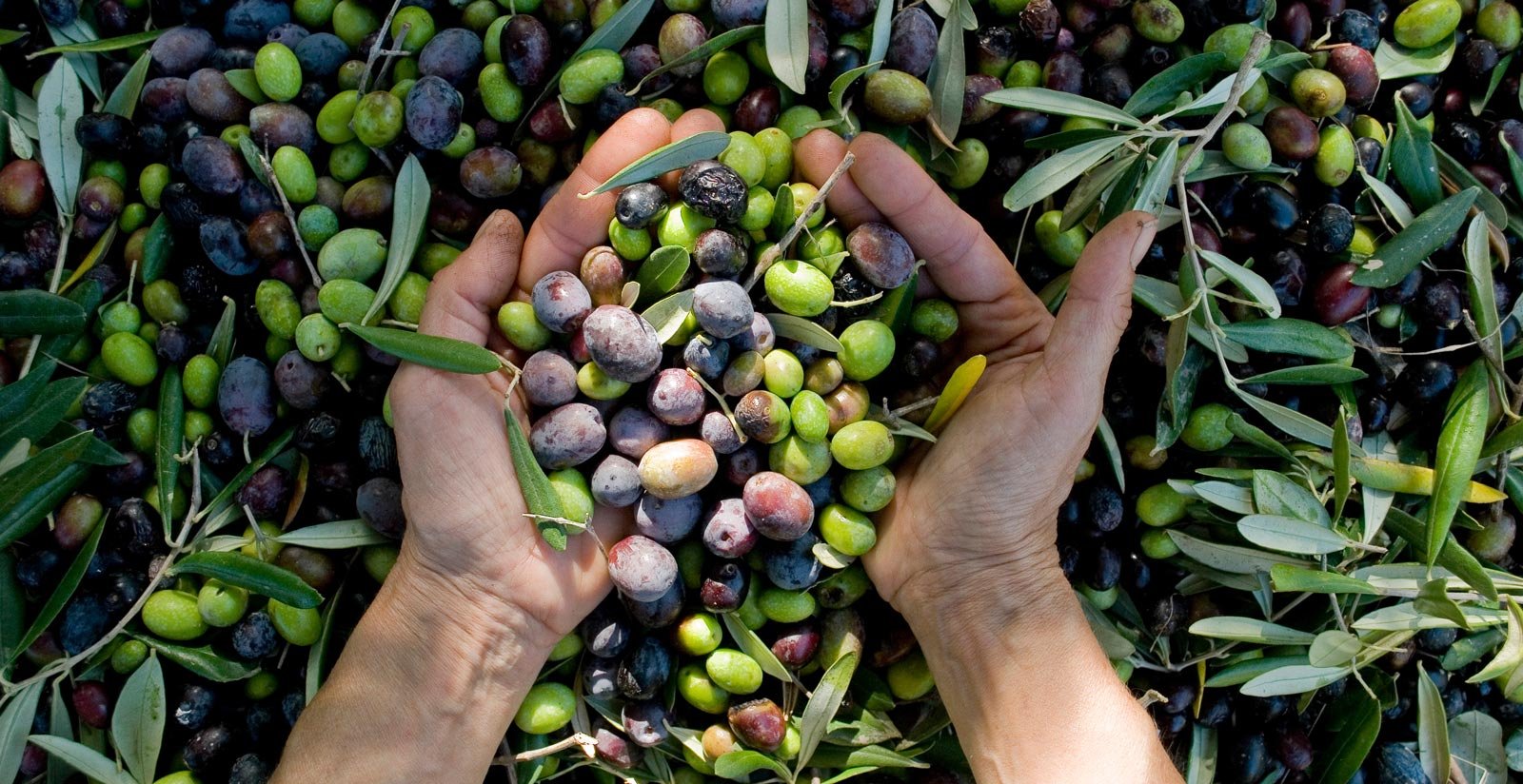 Villa San Sanino - Extra Virgin Olive Oil2