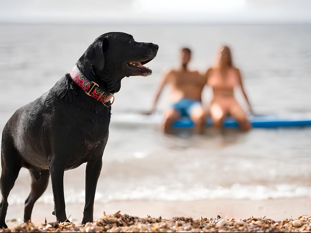 Votre hôtel pet-friendly à Forte dei Marmi4 Votre hôtel pet-friendly à Forte dei Marmi4