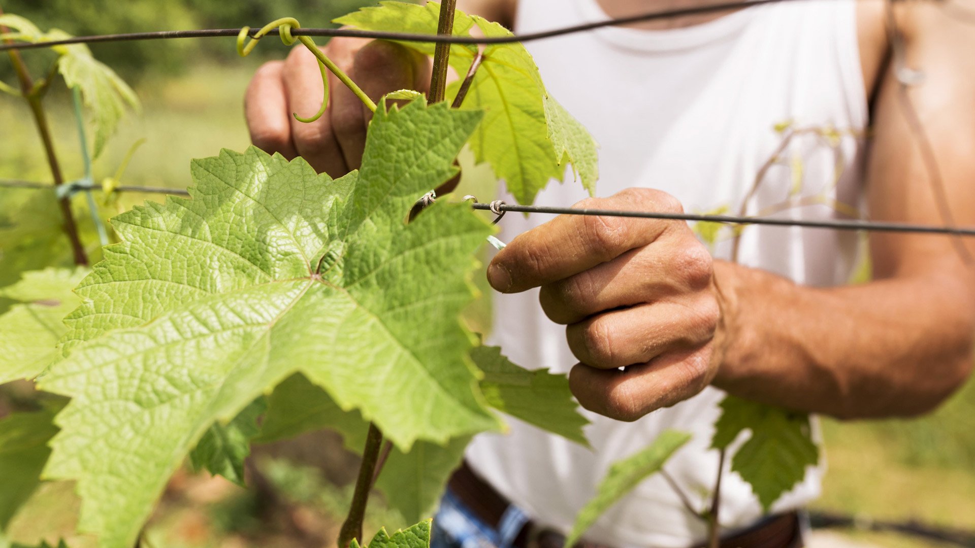 Viticulture héroïque2