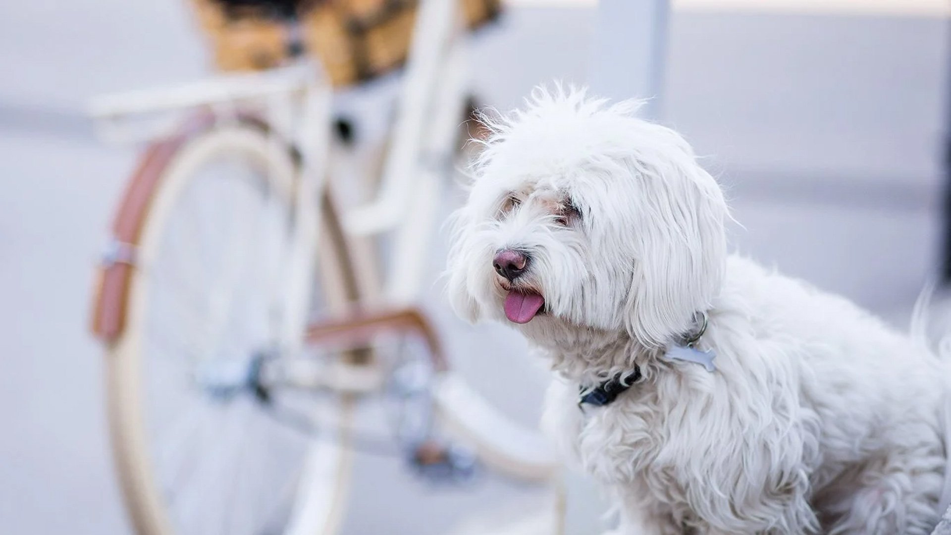 Votre hôtel pet-friendly à Forte dei Marmi2