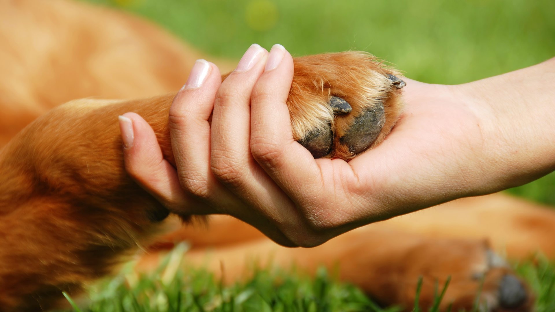 Our 4-legged friends20