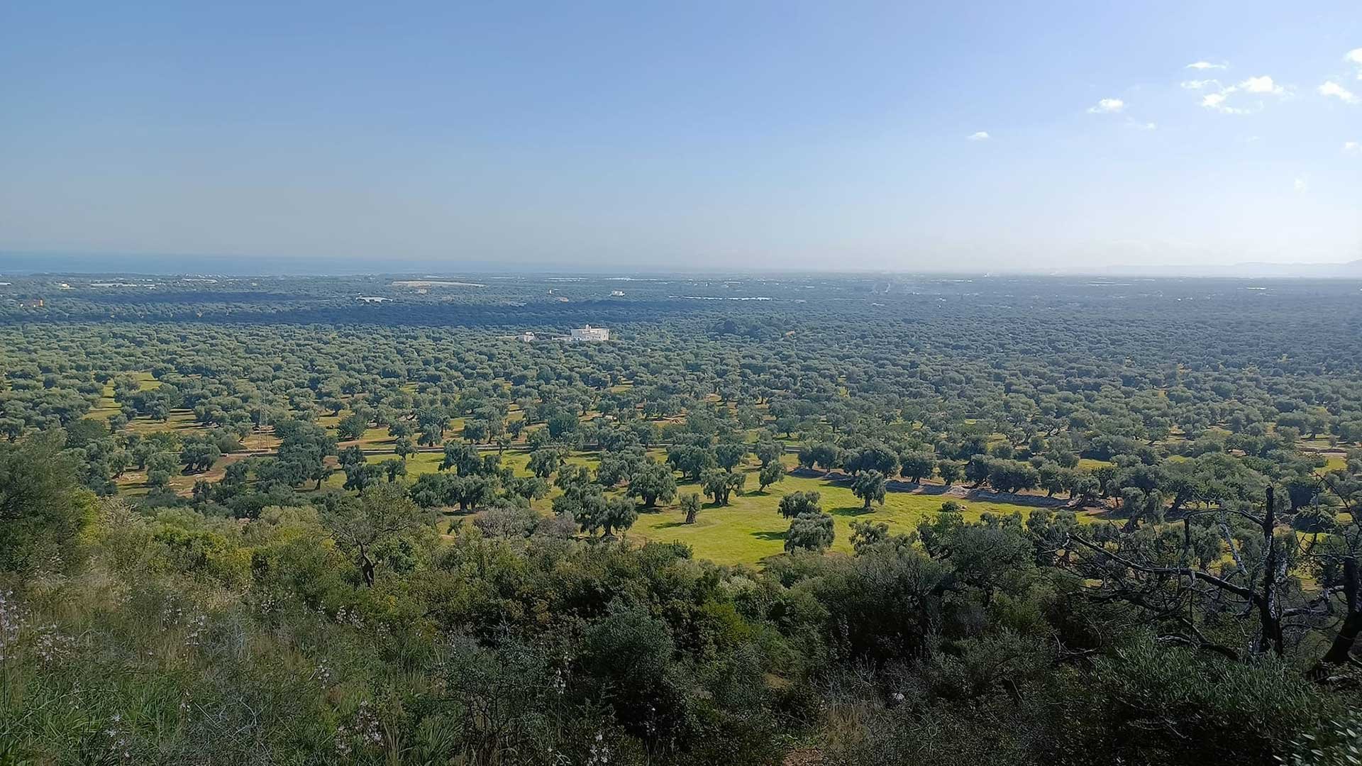 The Lands of Fasano3