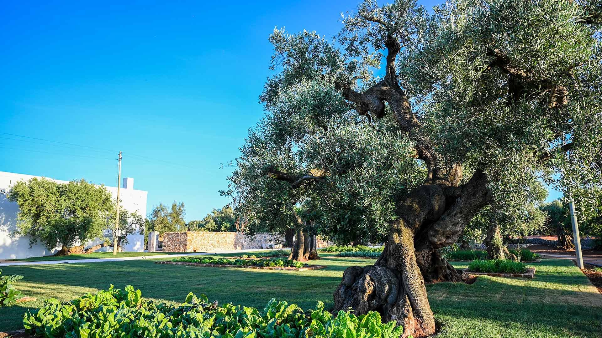 L'orto5