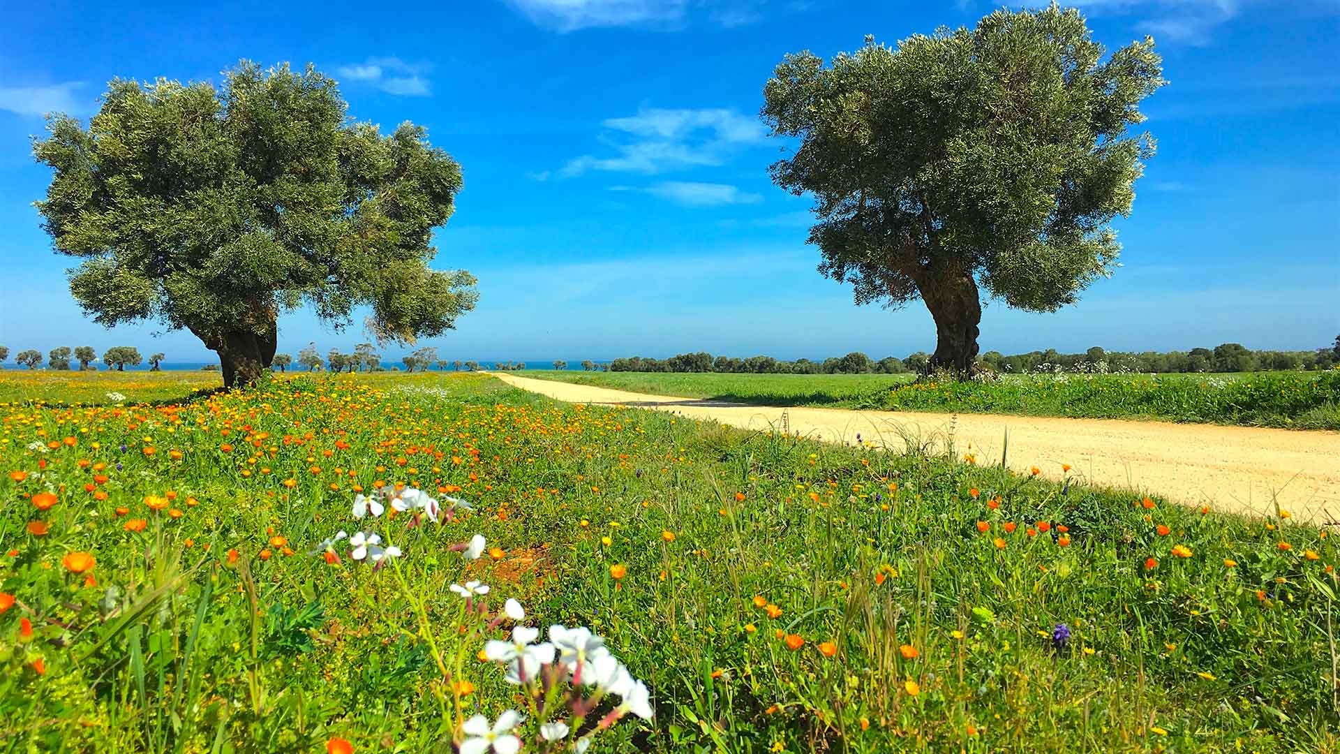 The Lands of Fasano2