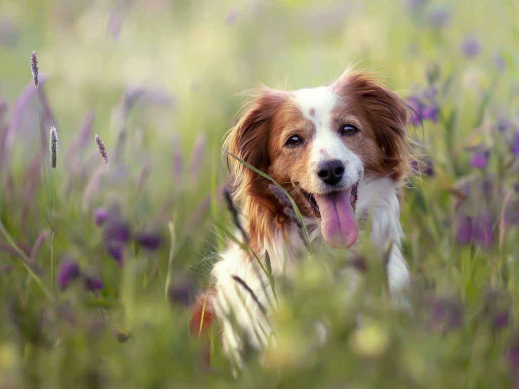 gallery/1024-dog.jpg