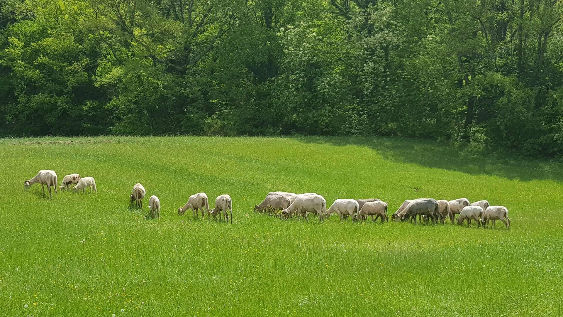 Organic Farm5