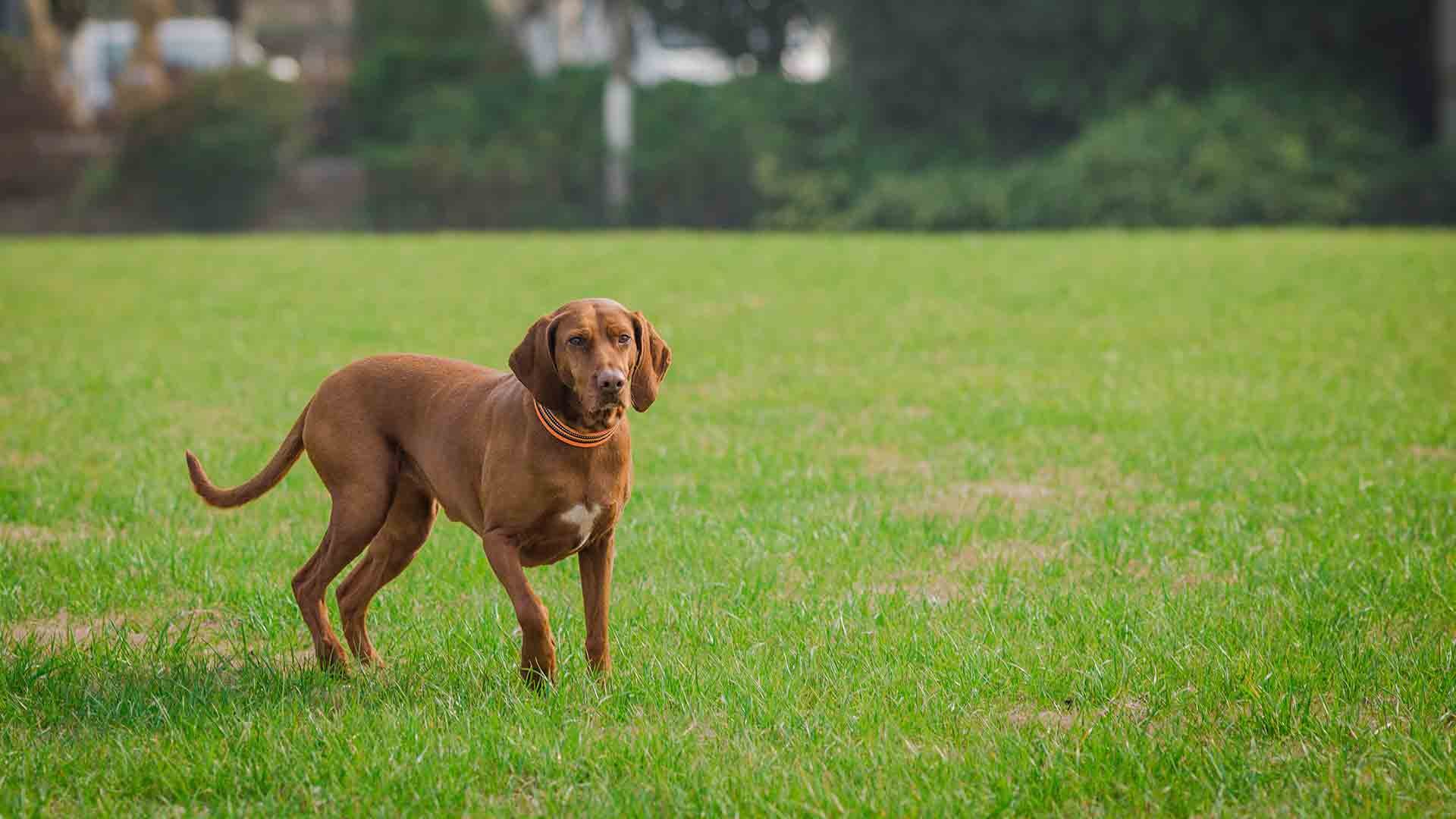 Dog-Friendly2