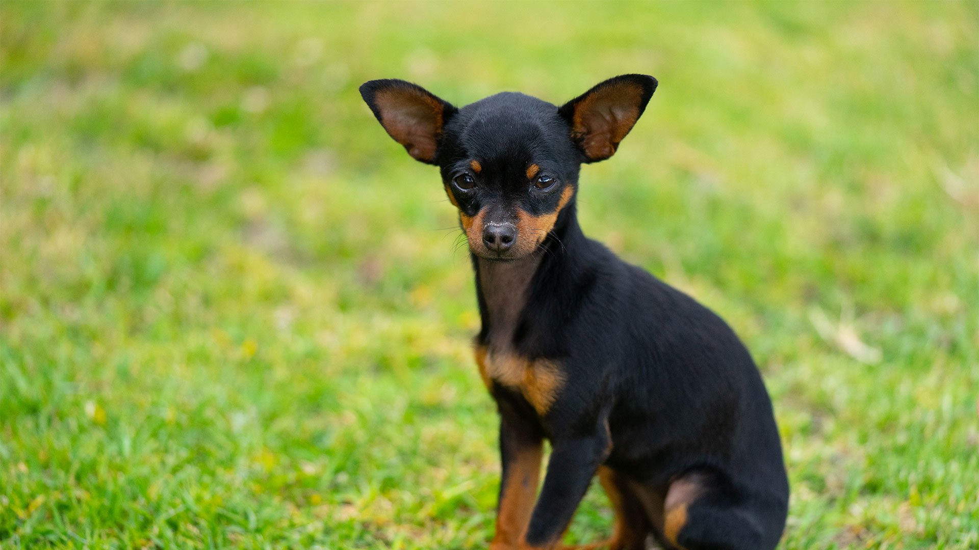 Pet Friendly4