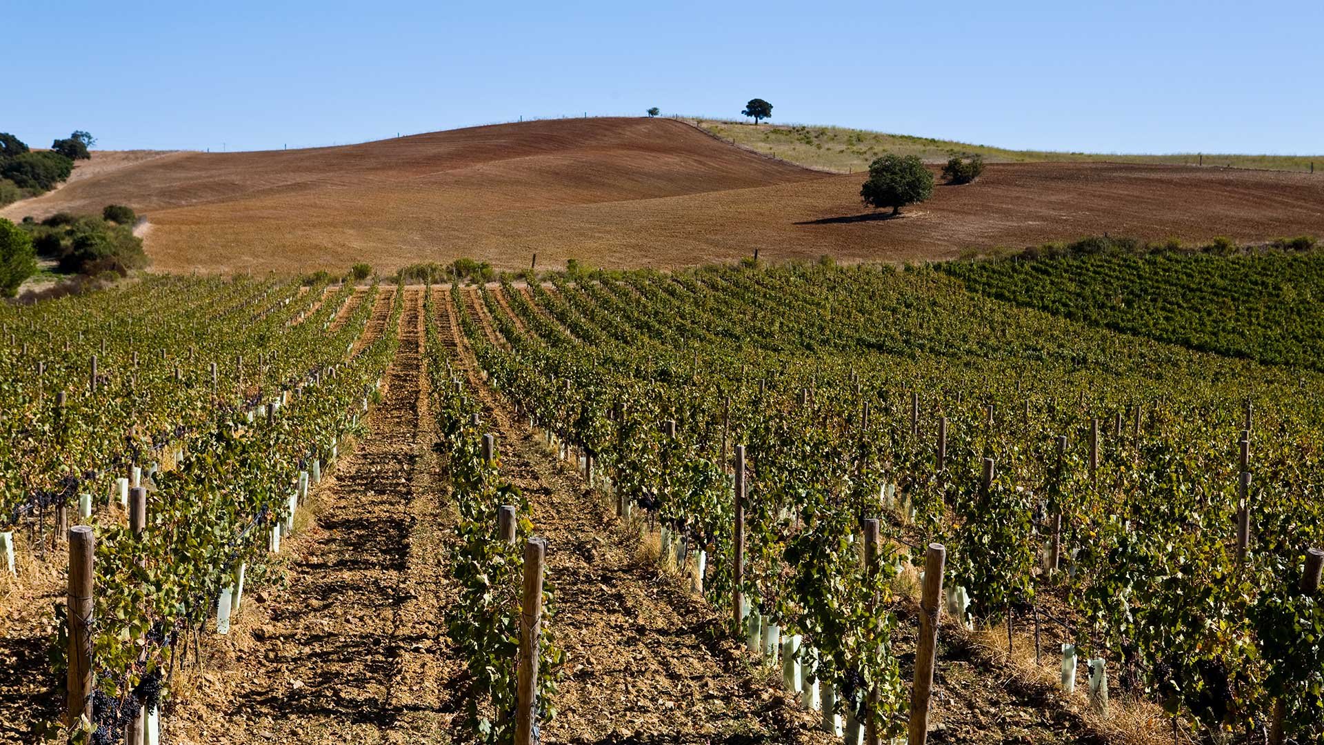 Vini di Vallemaggiore4