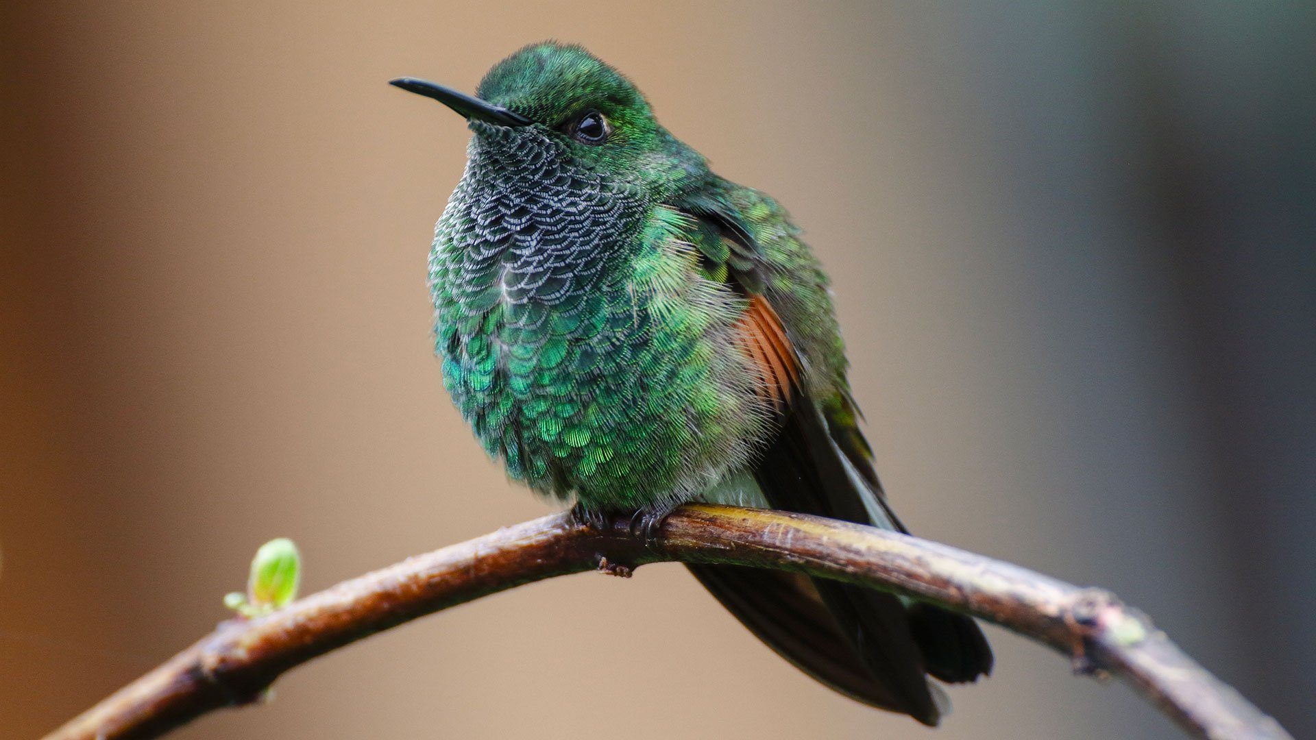 La casa dei colibrì e dei pappagalli1