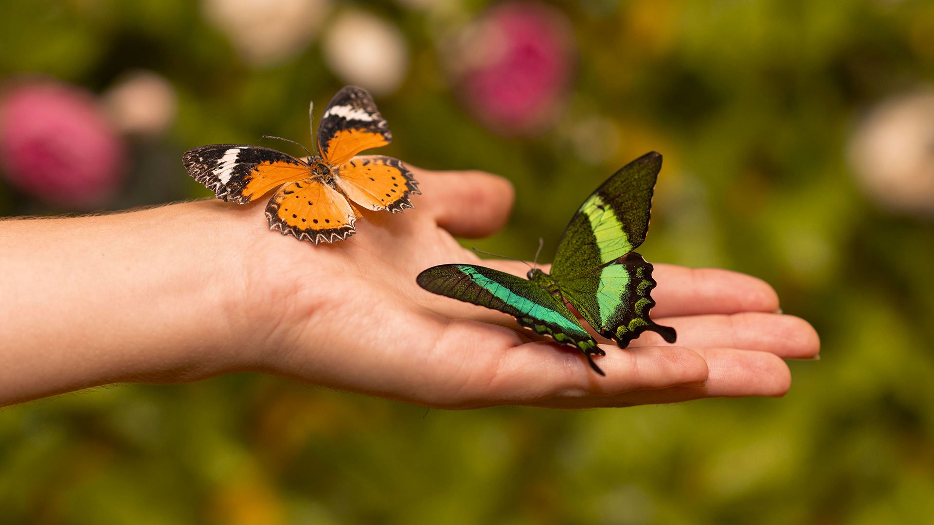 The butterfly house1