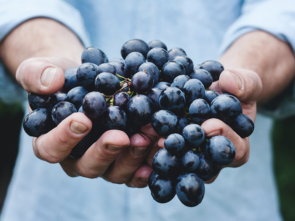Vins Et Gastronomie 8