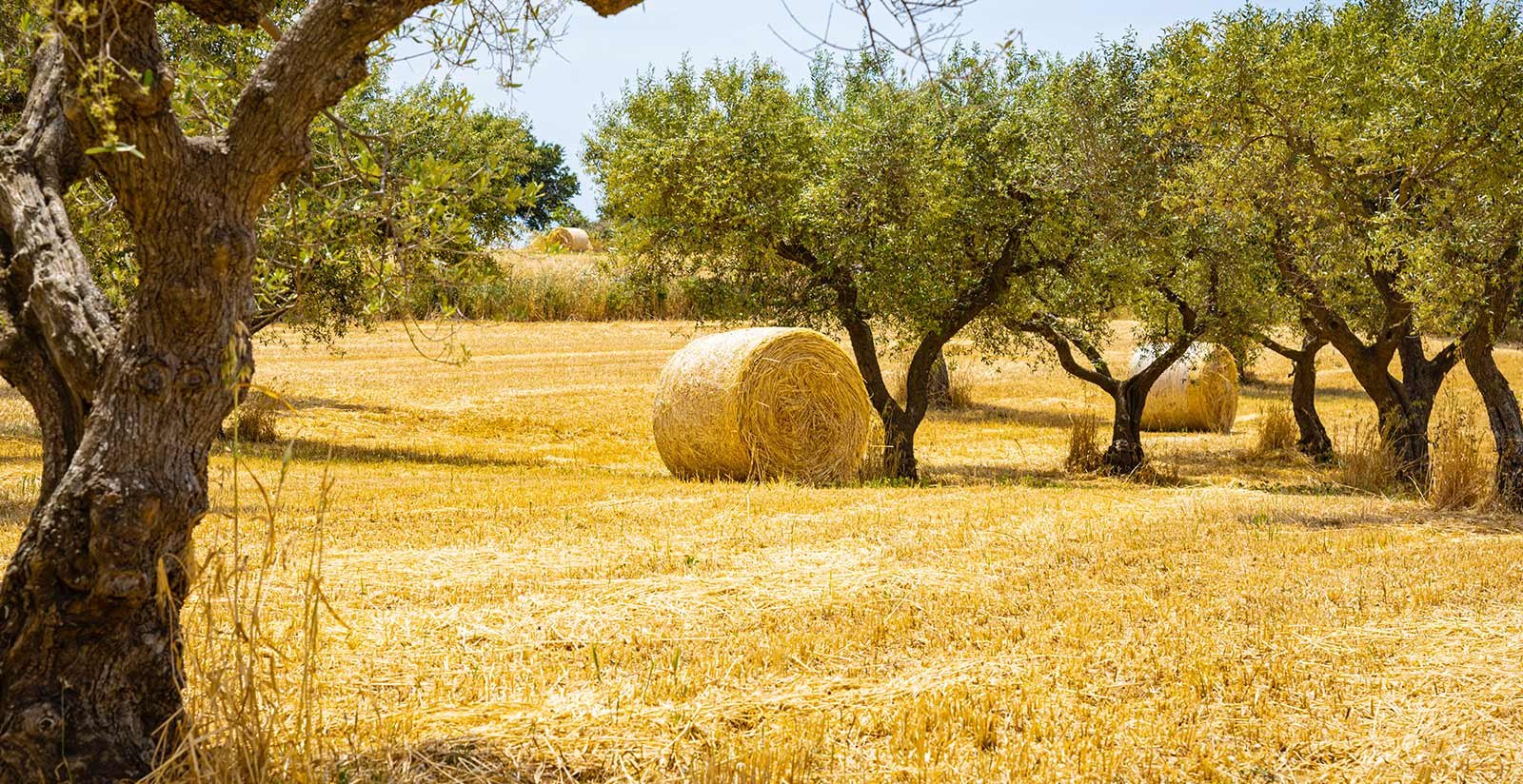 Farmhouse for oil tasting near Ostuni6