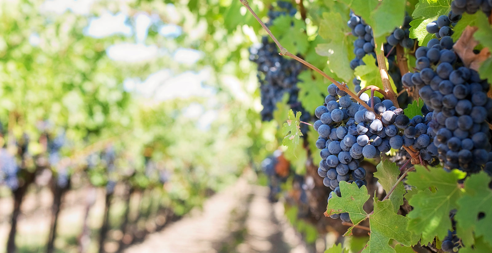 Salento and the way of pink wines2