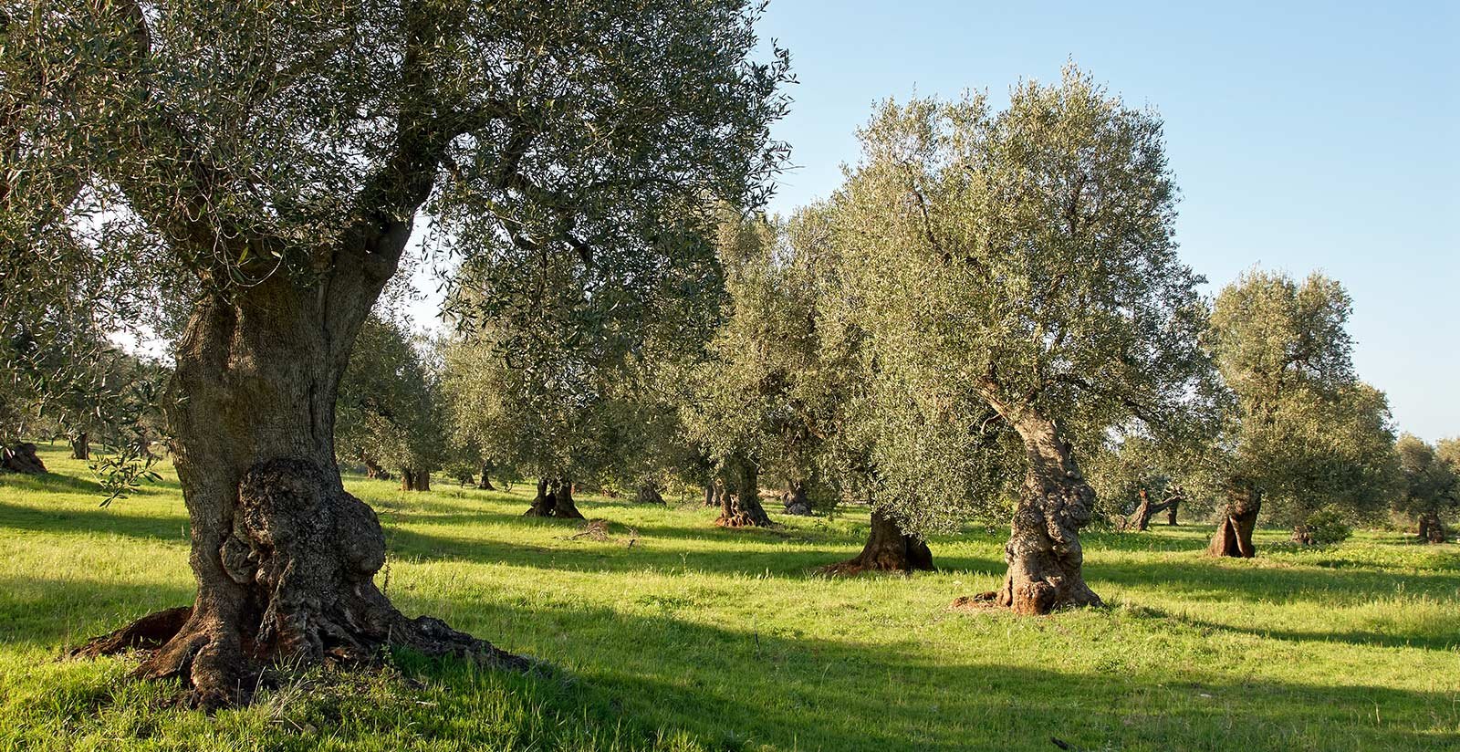 Adotta un olivo2