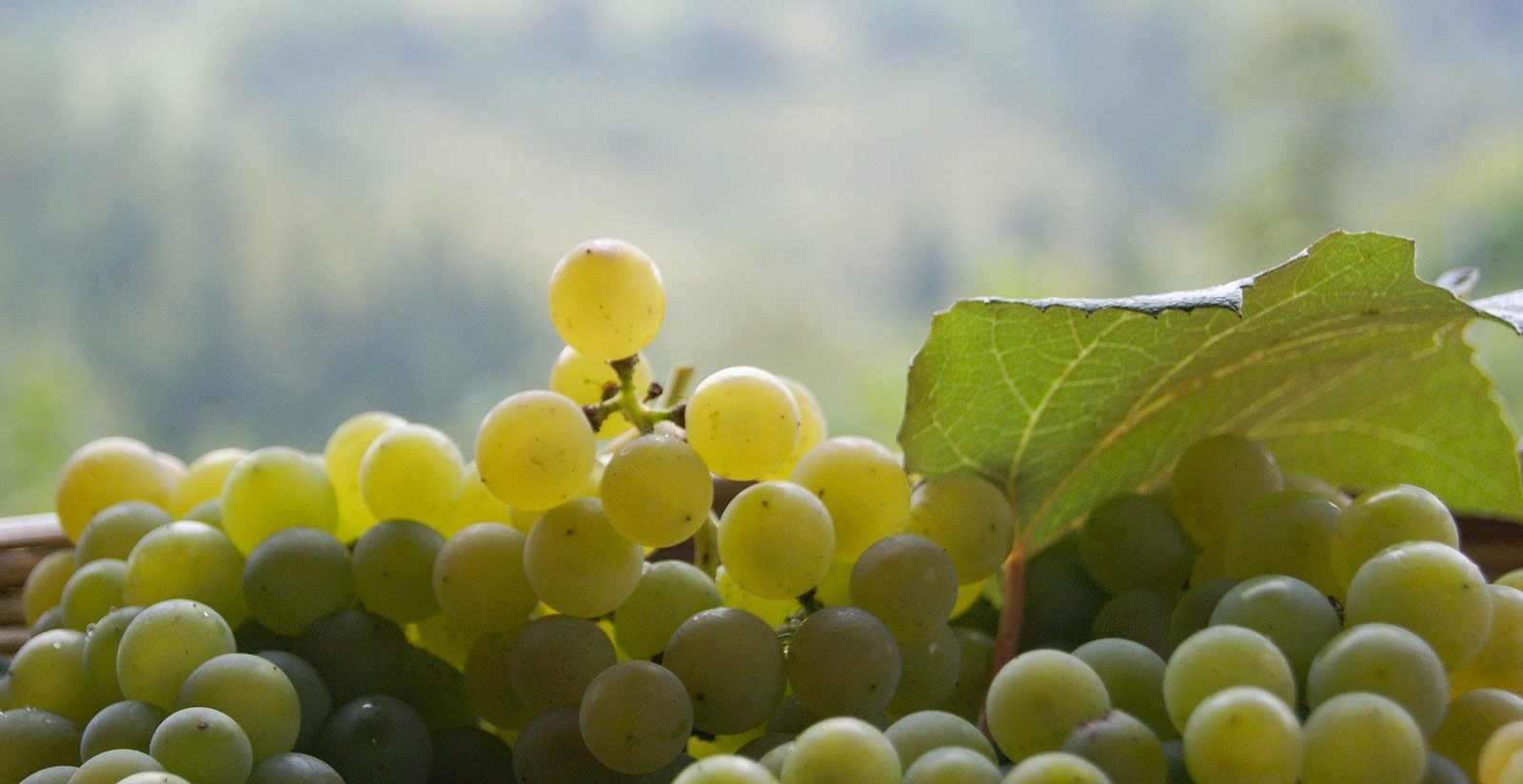 Tenuta Castagnera - Where we are6