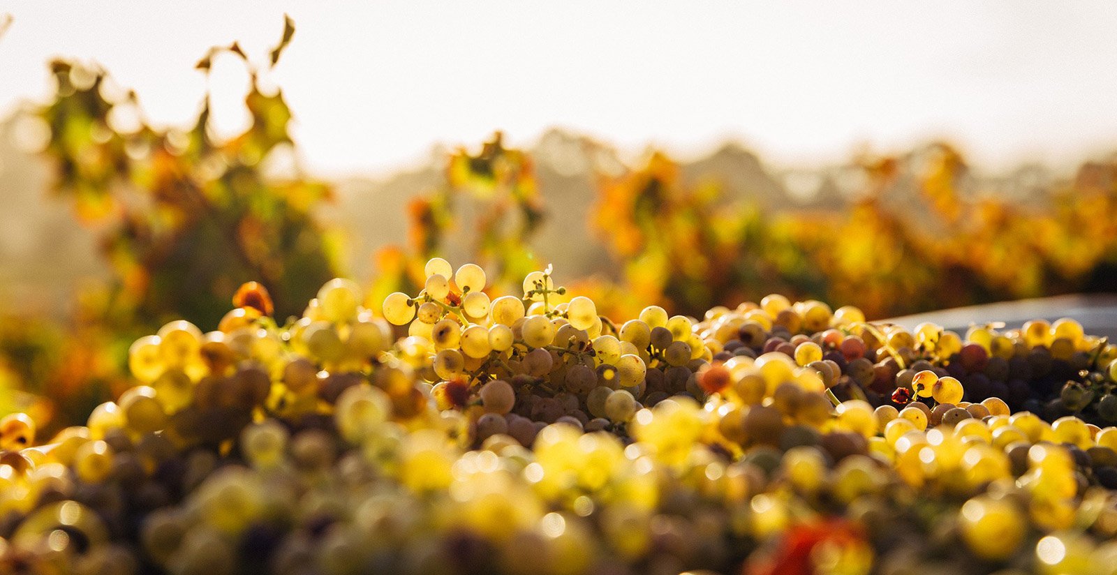 Alla scoperta del vino e dell’olio del territorio2 Alla scoperta del vino e dell’olio del territorio2