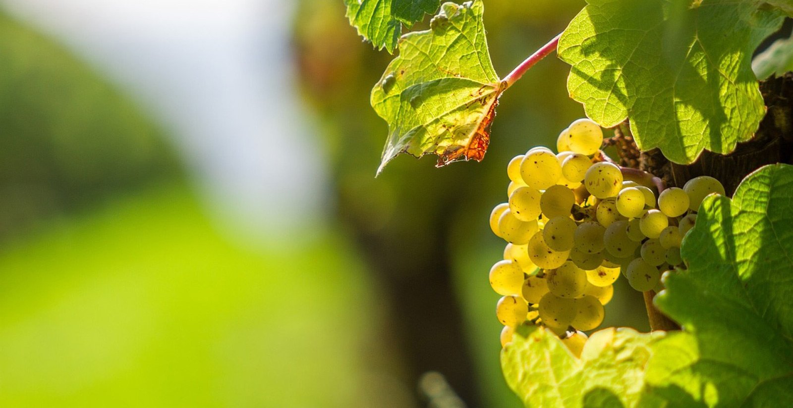 Our Lugana Wine6