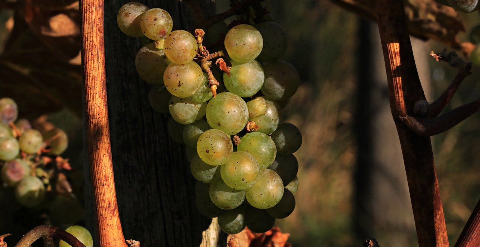 Our Lugana Wine5