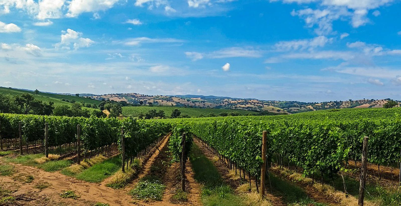 Our Lugana Wine4