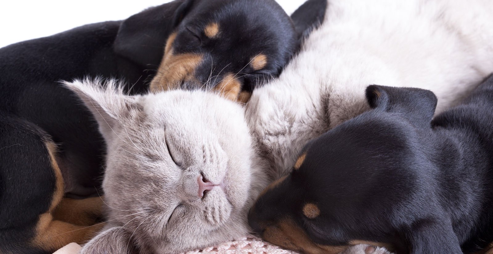 Pet Friendly2 Pet Friendly2