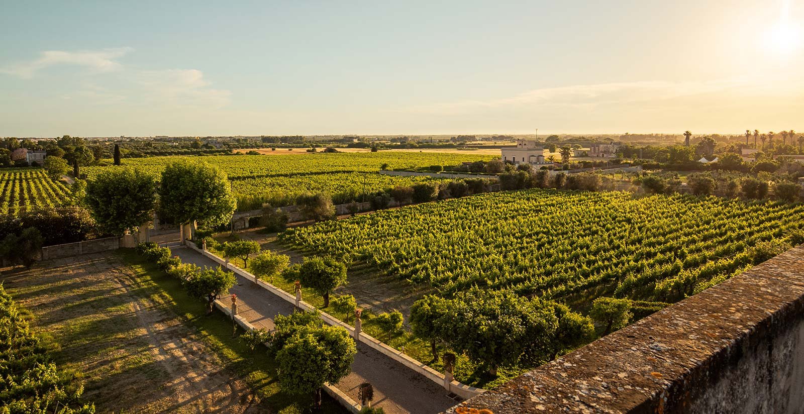 Azienda agricola5