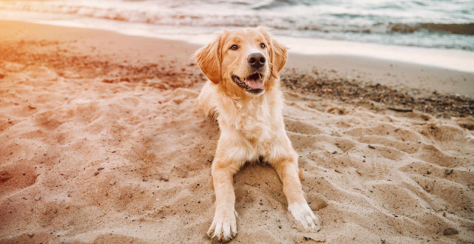 BEACHES ACCESSIBLE TO DOGS IN OSTUNI1 BEACHES ACCESSIBLE TO DOGS IN OSTUNI1