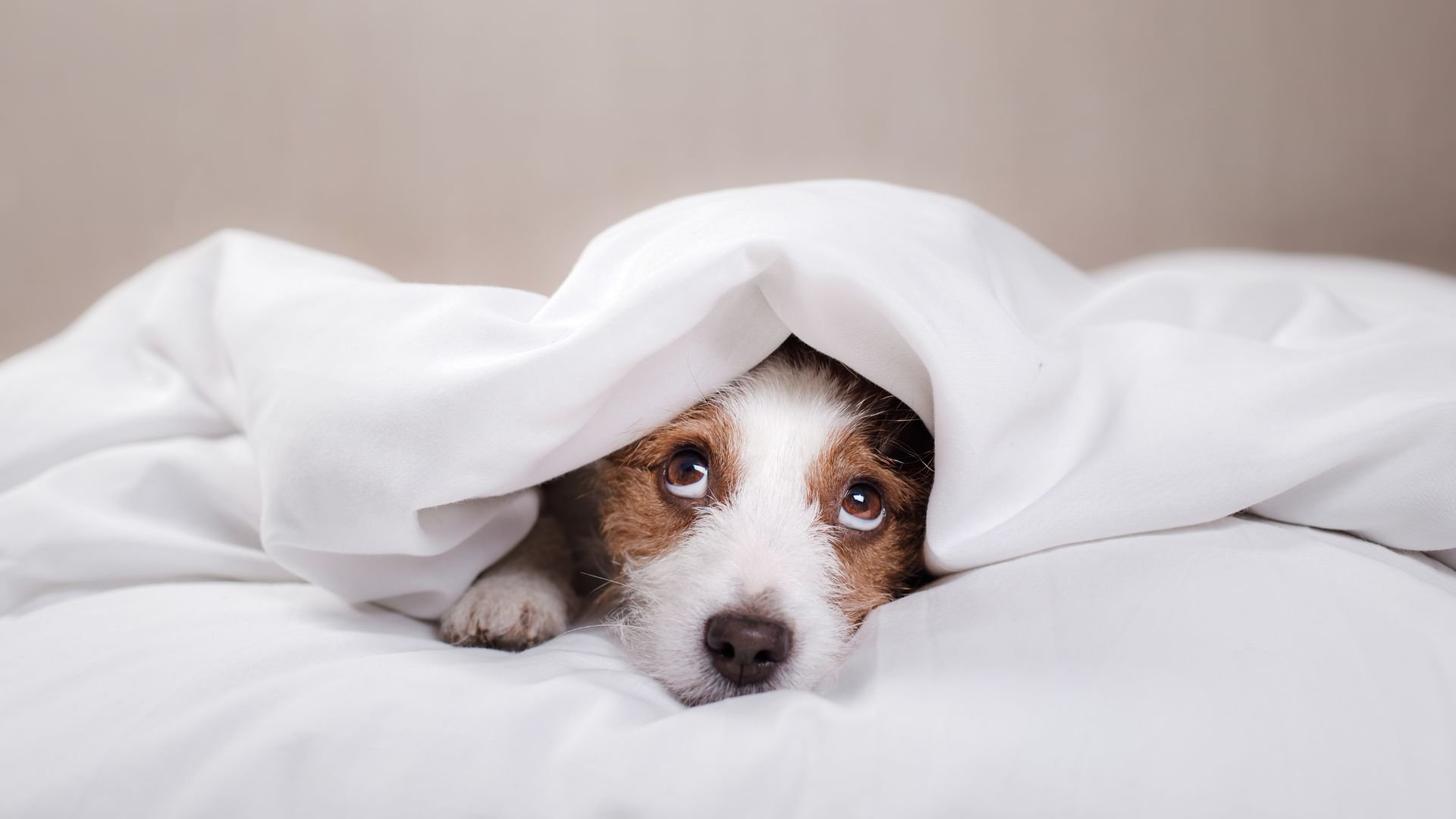 Pet-Friendly Hotel in Florence3