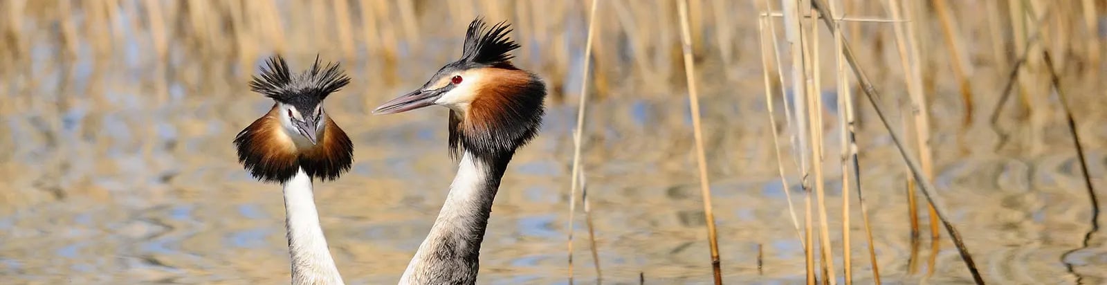 Pour ceux qui aiment observer les oiseaux2