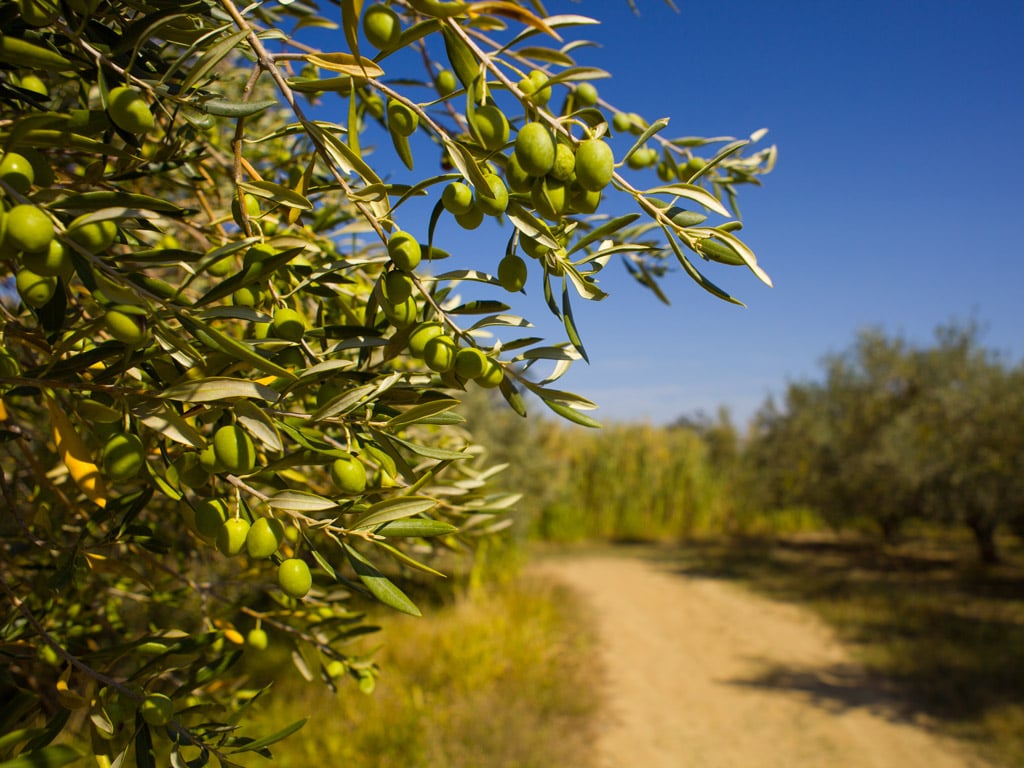 gallery/1024-puglia-2.jpg