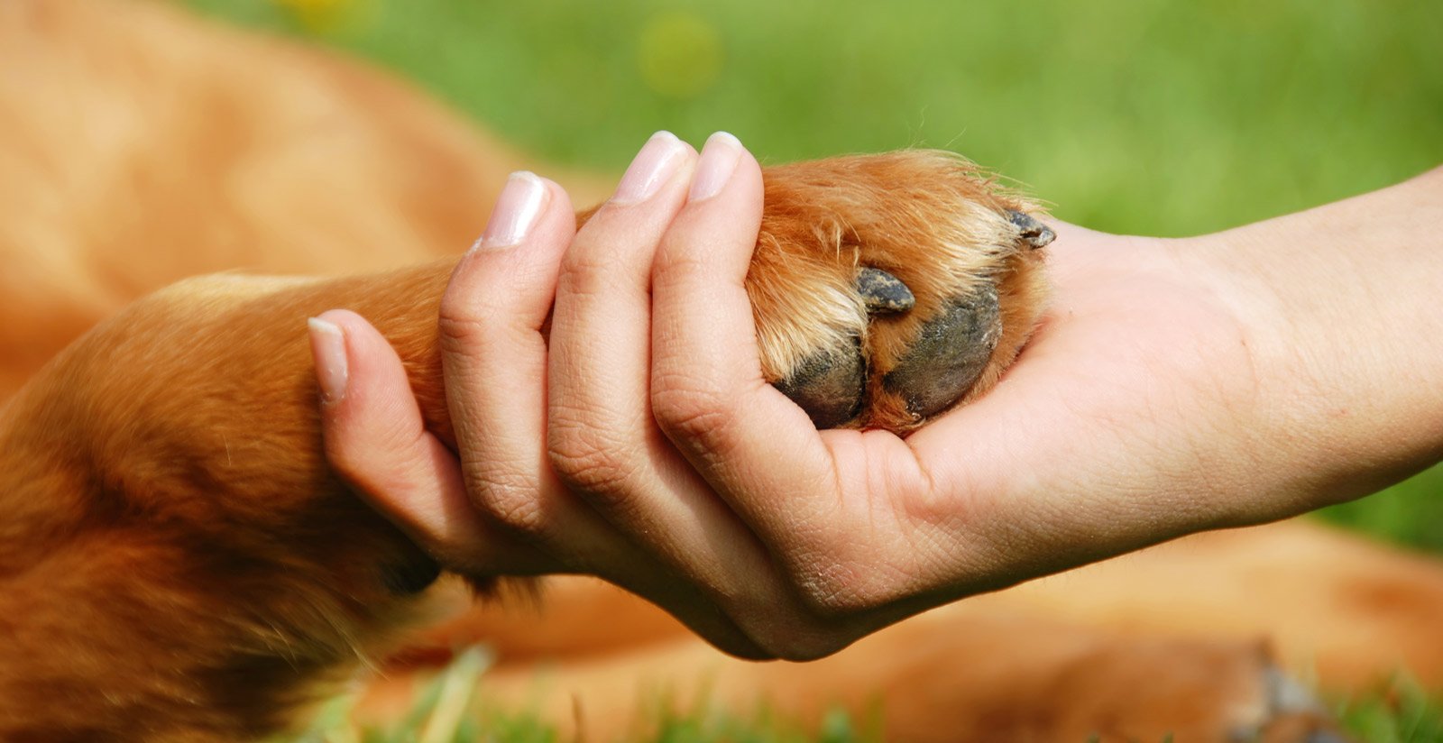 Pet friendly3