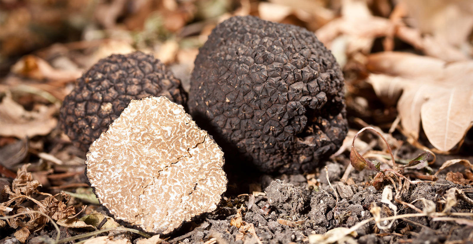 Grand Hotel Imperiale - Truffle Hunt in Tuscany 1
