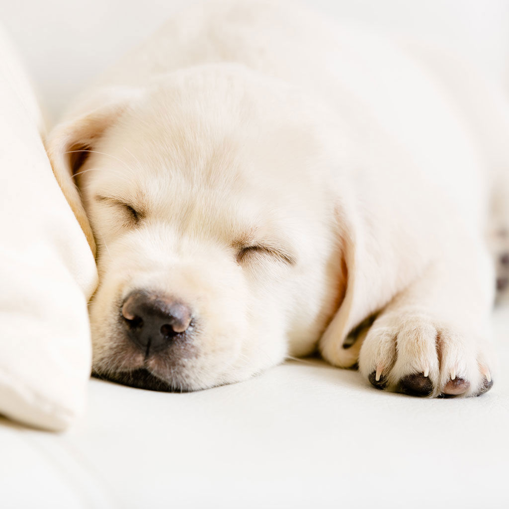 Le Mummarelle - Servizi 2