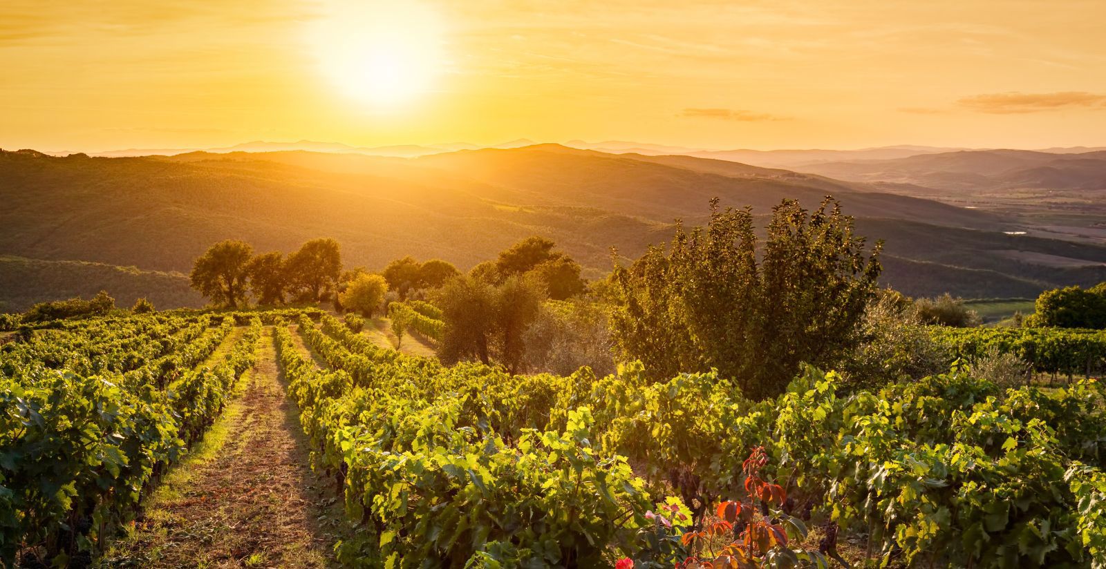Le meraviglie di Firenze, le emozioni del Chianti, lo charme di Roma 5