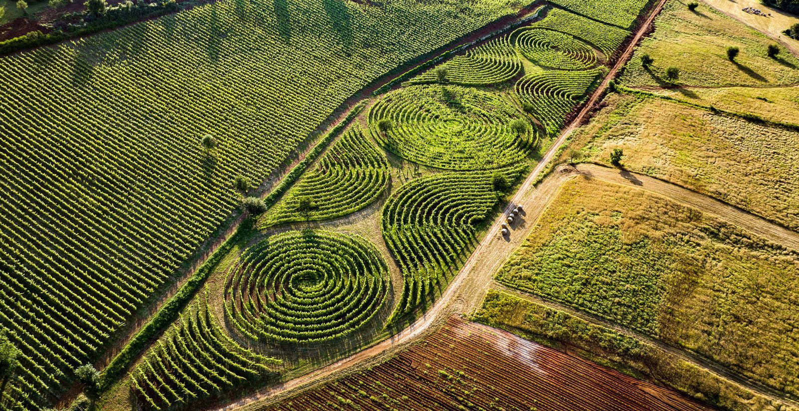 Beyond the Vines: LIMITO Vineyard Labyrinth 2