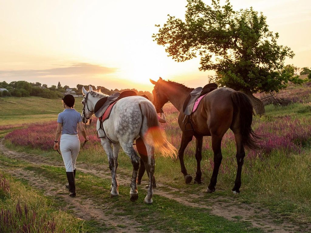 gallery/1024-cavallo.jpg gallery/1024-cavallo.jpg