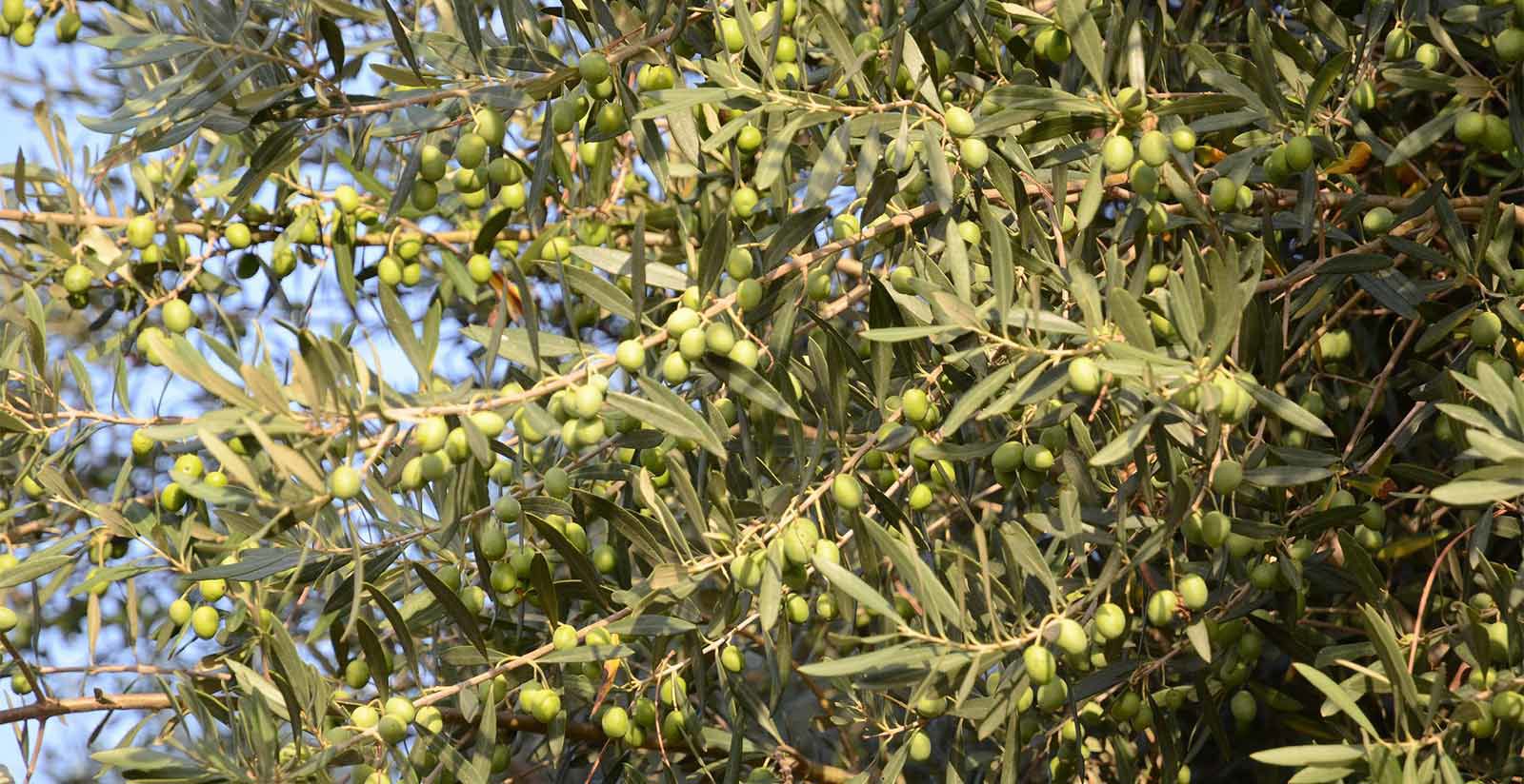 Villa San Sanino - Evo Oil 6