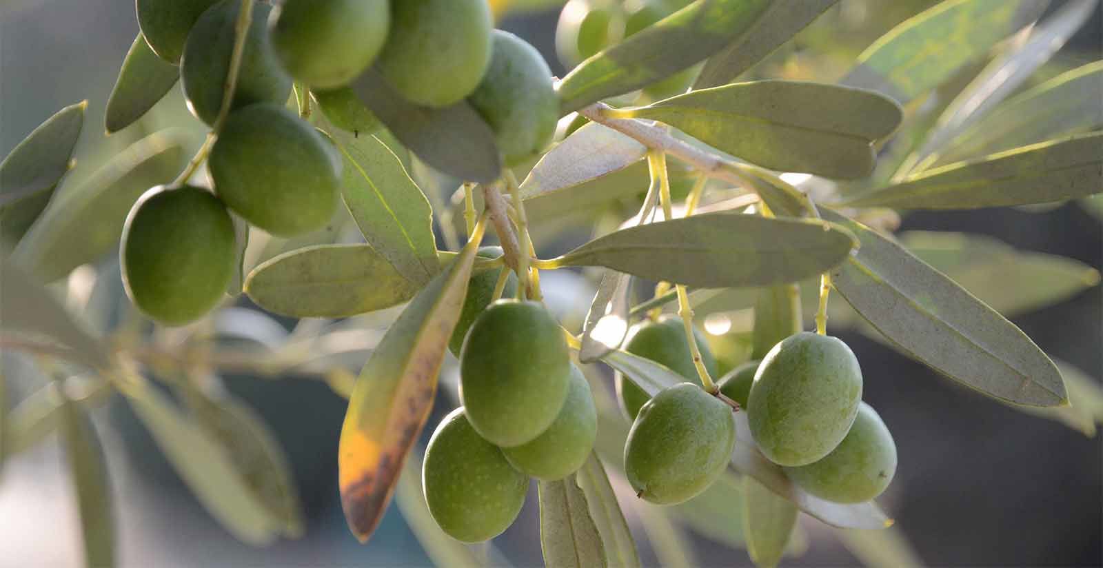 Villa San Sanino - Evo Oil 5