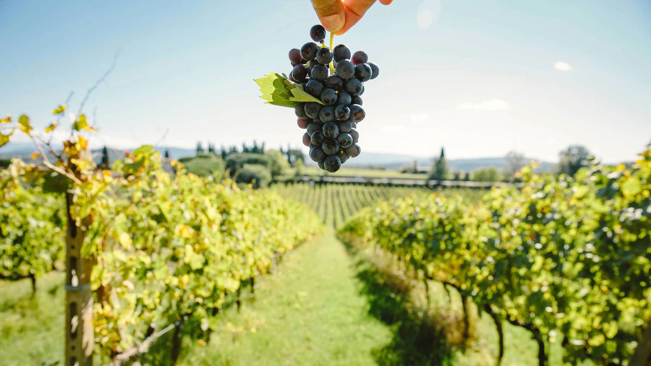 Discover the farm of Villa Mangiacane in Chianti