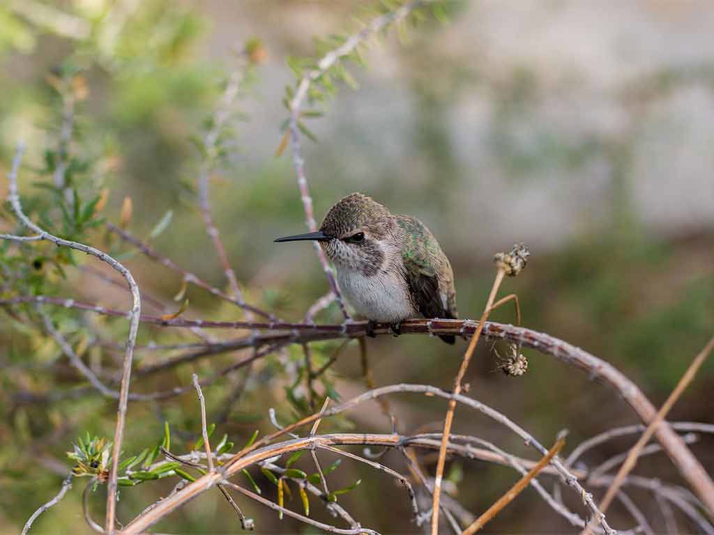1024-borgo/1024-birdwatching.jpg 1024-borgo/1024-birdwatching.jpg