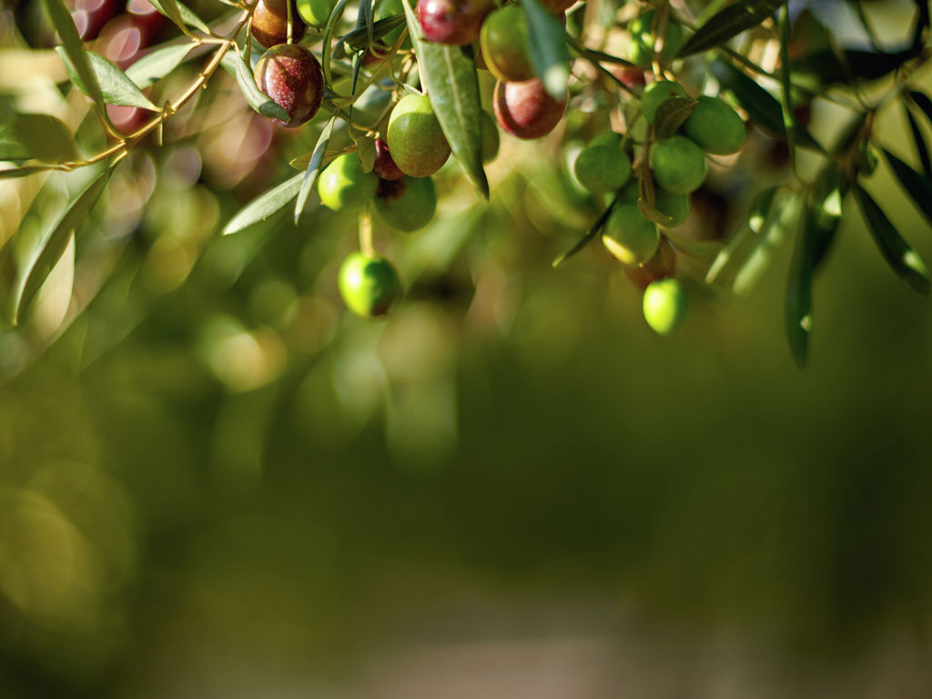 Eremo dei Poeti - Agriturismo 4