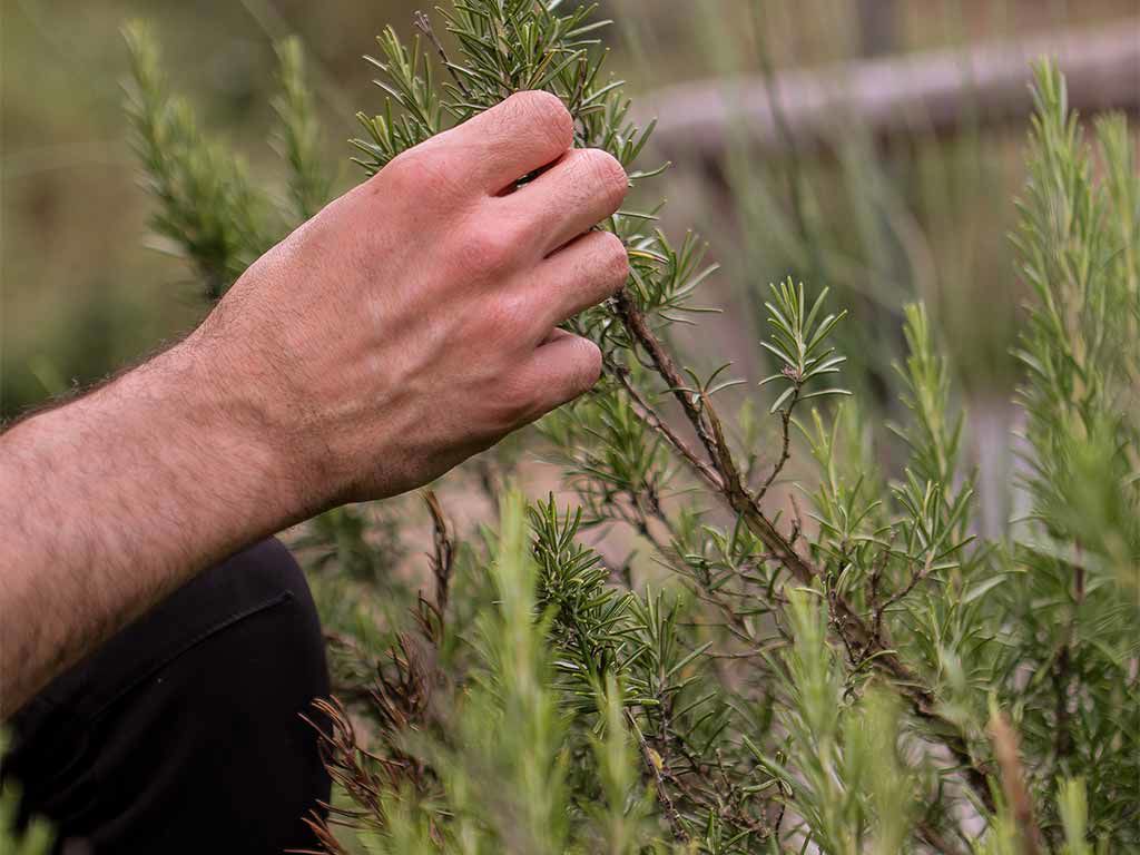 Osteria Castello di Meleto 4