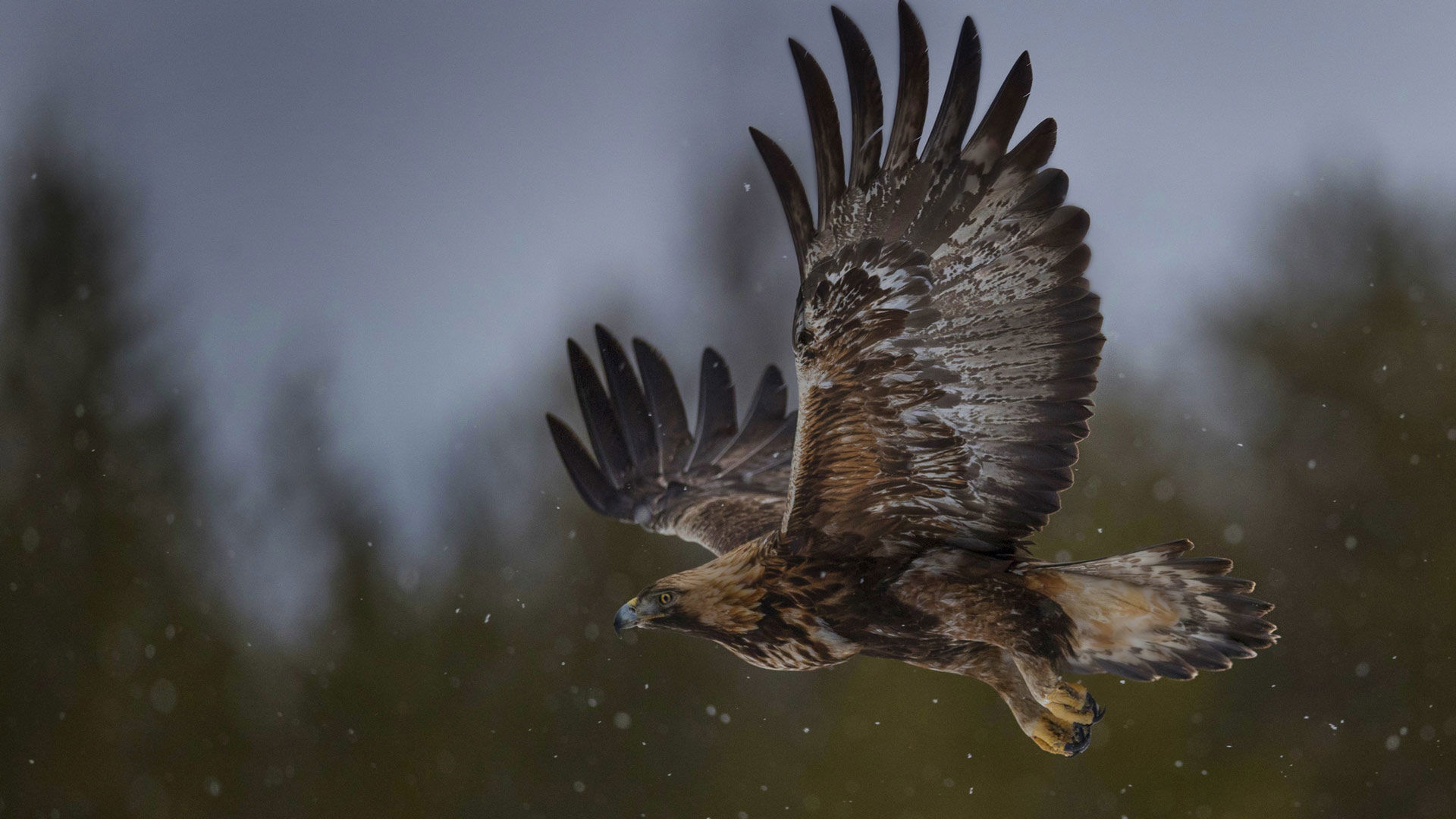 Kongsfjord Artic Lodge - About Skua Nature 5