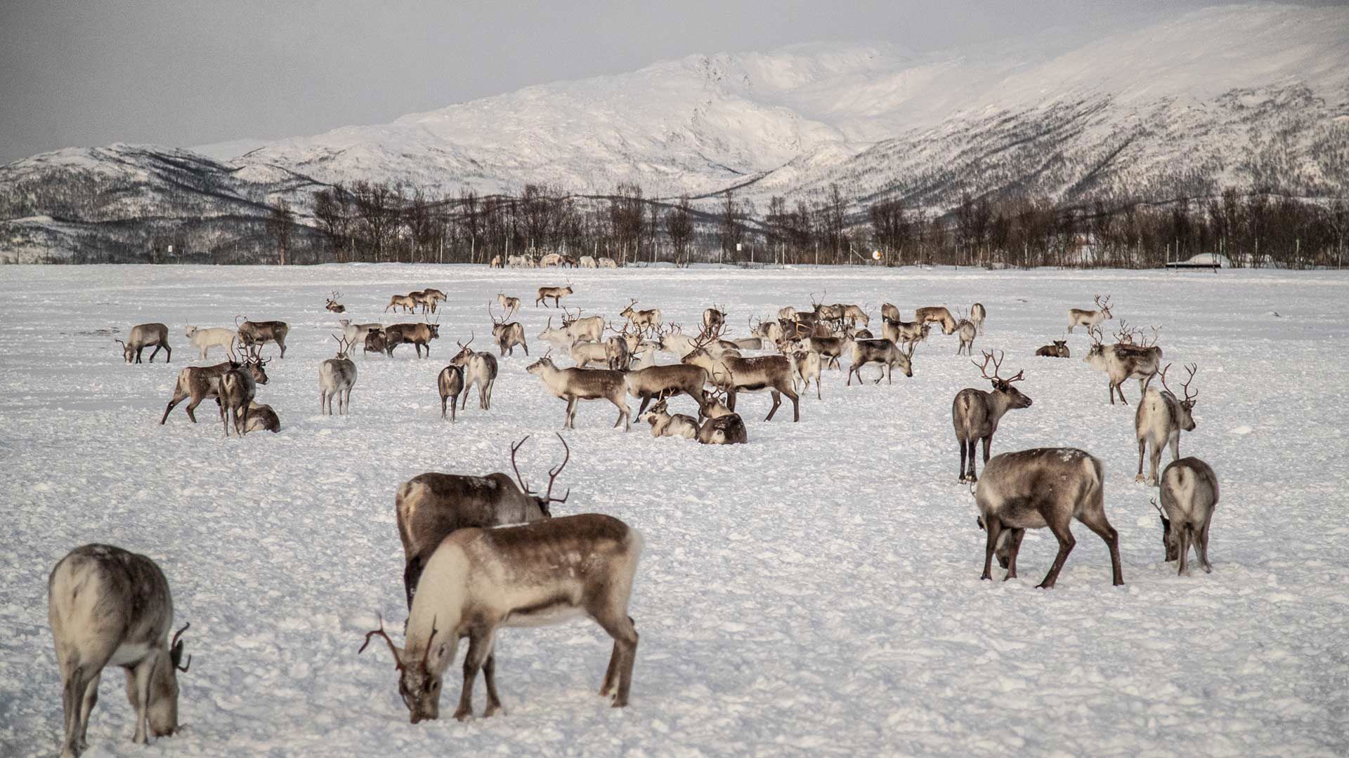 Kongsfjord Artic Lodge - About Skua Nature 6