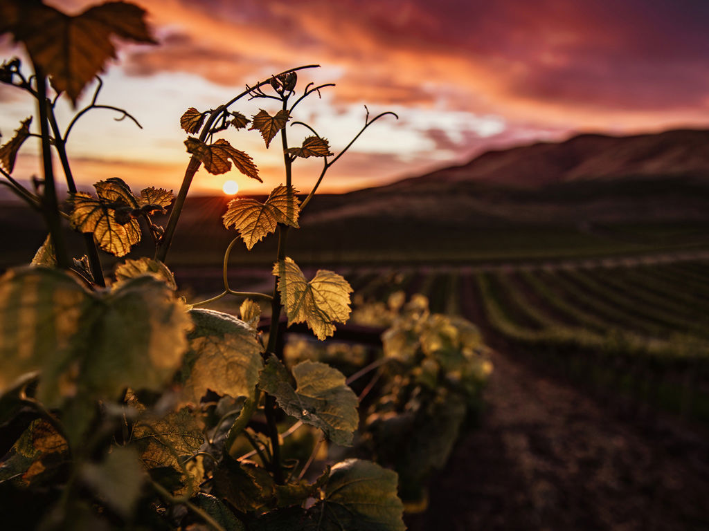 Cantine Vitivinicole 5 Cantine Vitivinicole 5