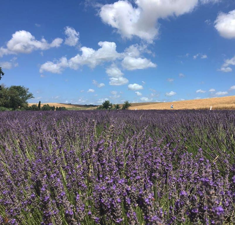 La valle della lavanda in Toscana 3
